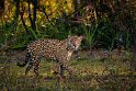 113 Zuid Pantanal, jaguar